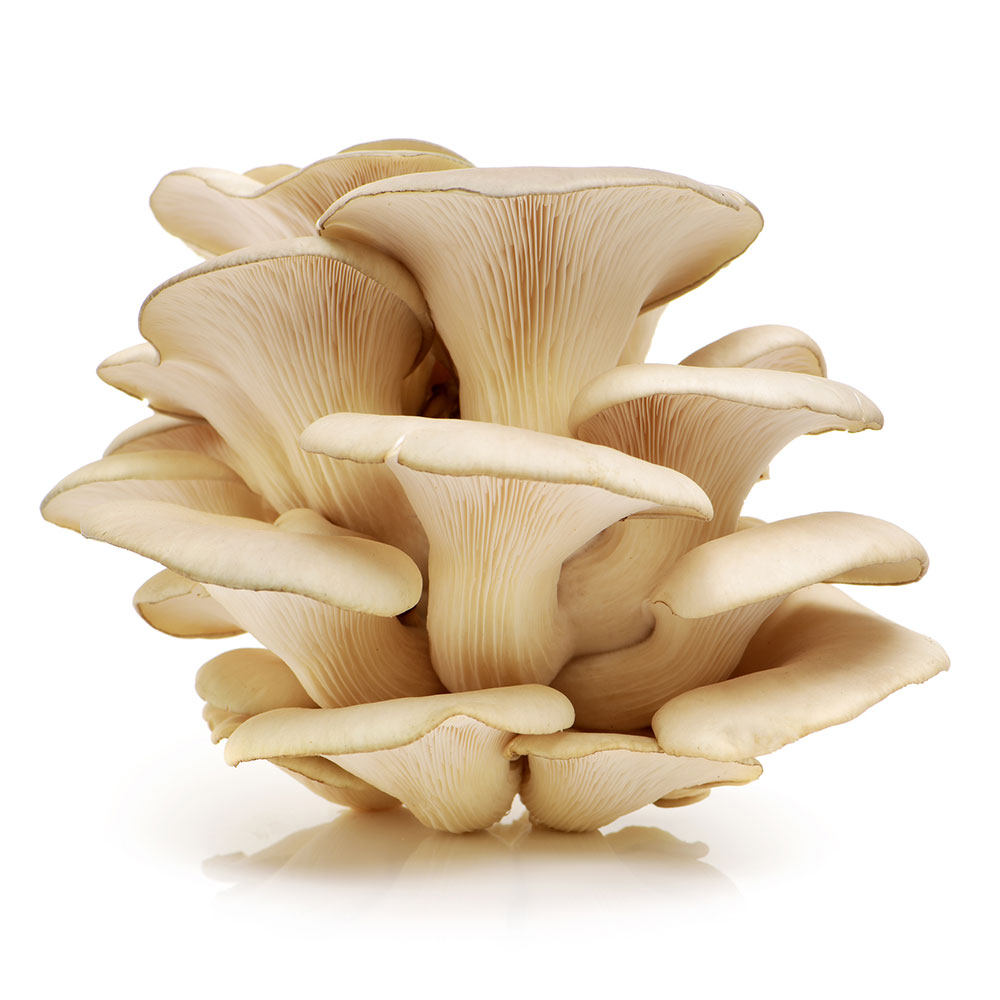 Shiitake mushroom