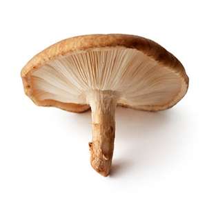 Shiitake mushroom